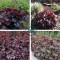 Heuchera 200 Seeds