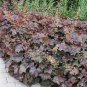 Heuchera 200 Seeds