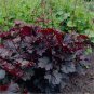 Heuchera 200 Seeds