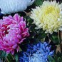 Chrysanthemum 400 seeds