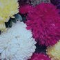 Chrysanthemum 400 seeds
