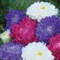 Chrysanthemum 400 seeds