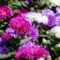Chrysanthemum 400 seeds