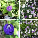 New a Bag Rare Deep Blue Brunfelsia 40 Seeds