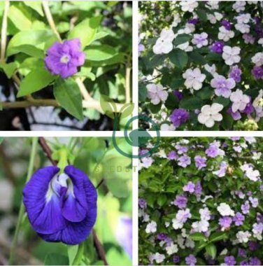New a Bag Rare Deep Blue Brunfelsia 40 Seeds