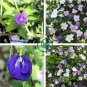 New a Bag Rare Deep Blue Brunfelsia 40 Seeds