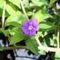 New a Bag Rare Deep Blue Brunfelsia 40 Seeds