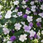 New a Bag Rare Deep Blue Brunfelsia 40 Seeds
