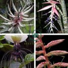 Rare Bromeliad Seeds Perennial Air Plants  200 Seeds
