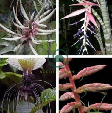 Rare Bromeliad Seeds Perennial Air Plants  200 Seeds