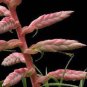 Rare Bromeliad Seeds Perennial Air Plants 200 Seeds