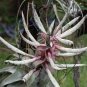 Rare Bromeliad Seeds Perennial Air Plants 200 Seeds