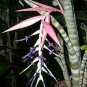Rare Bromeliad Seeds Perennial Air Plants 200 Seeds