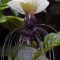 Rare Bromeliad Seeds Perennial Air Plants 200 Seeds