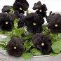 Viola Pansy Clear Chrystals Black 100 Seeds
