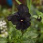 Viola Pansy Clear Chrystals Black 100 Seeds