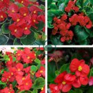 Begonia Flower (Begonia semperflorens) 20 seeds