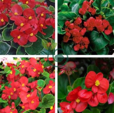 Begonia Flower (Begonia semperflorens) 20 seeds