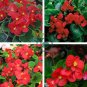 Begonia Flower (Begonia semperflorens) 20 seeds