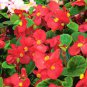 Begonia Flower (Begonia semperflorens) 20 seeds