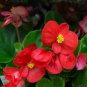 Begonia Flower (Begonia semperflorens) 20 seeds