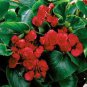 Begonia Flower (Begonia semperflorens) 20 seeds