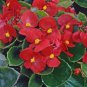 Begonia Flower (Begonia semperflorens) 20 seeds
