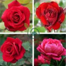 Heirloom 'Mu Na' Golden Red Rose Shrub Flower 100 Seeds