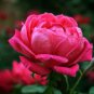Heirloom 'Mu Na' Golden Red Rose Shrub Flower 100 Seeds