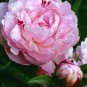Heirloom 'Tou guan' Pink Peony Shrub 10 Seeds