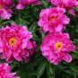 Heirloom 'Tou guan' Pink Peony Shrub 10 Seeds