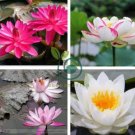 Heirloom Office Desk Small Pink Water Lily 2 Seeds