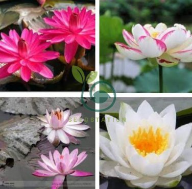 Heirloom Office Desk Small Pink Water Lily 2 Seeds