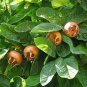 Showy Medlar Mespilus Germanica 200 Seeds