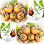 Showy Medlar Mespilus Germanica 200 Seeds