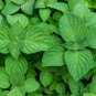 Heirloom Green Perilla 200 Seeds