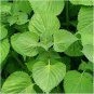Heirloom Green Perilla 200 Seeds