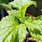Heirloom Green Perilla 200 Seeds