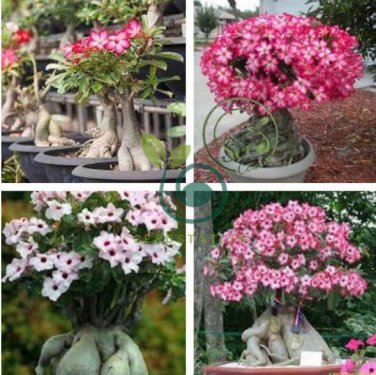 Heirloom Pink Desert Rose Adenium with Yellow Eye 4 Seeds