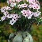 Heirloom Pink Desert Rose Adenium with Yellow Eye 4 Seeds