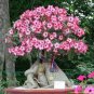 Heirloom Pink Desert Rose Adenium with Yellow Eye 4 Seeds