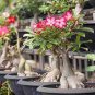 Heirloom Pink Desert Rose Adenium with Yellow Eye 4 Seeds