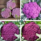 Graffiti Dark Purple Cauliflower Hybrid Brassica Oleracea 100 Seeds