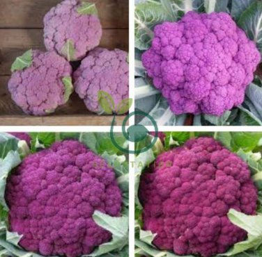 Graffiti Dark Purple Cauliflower Hybrid Brassica Oleracea 100 Seeds