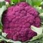 Graffiti Dark Purple Cauliflower Hybrid Brassica Oleracea 100 Seeds