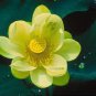 Heirloom Large Yellow Pink Nelumbo Nucifera Lotus 'Rising Sun' Flower 2 Seeds