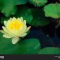 Heirloom Large Yellow Pink Nelumbo Nucifera Lotus 'Rising Sun' Flower 2 Seeds
