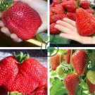 Rare Fragaria Ananassa Huge Strawberry Fruits 200 Seeds