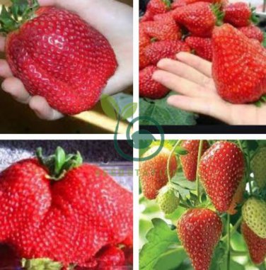Rare Fragaria Ananassa Huge Strawberry Fruits 200 Seeds