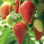 Rare Fragaria Ananassa Huge Strawberry Fruits 200 Seeds